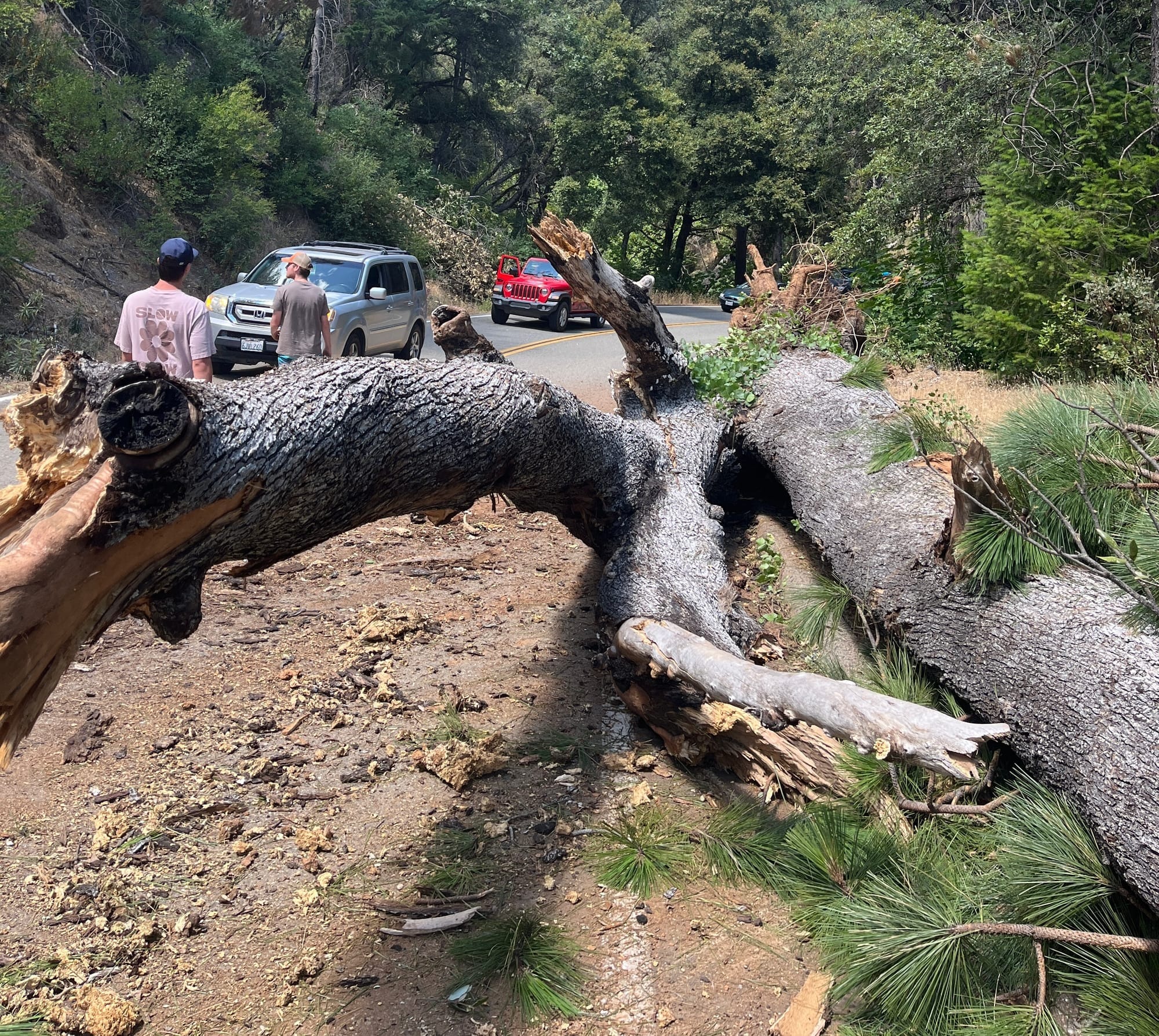 A fallen tree blocking a road by Hirz Bay campground in Shasta Lake